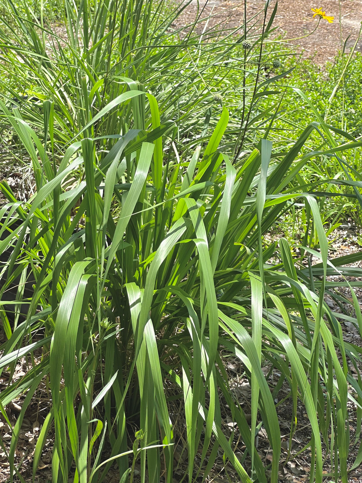 Tridens flavus - Purpletop