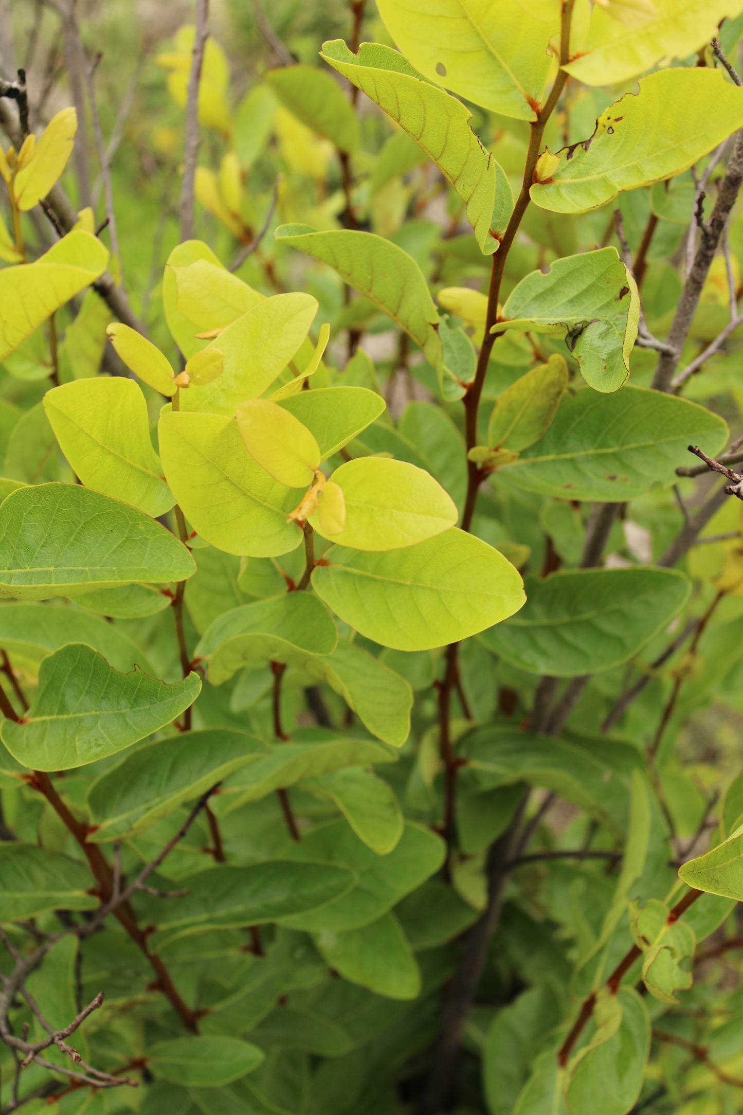 Asimina obovata - Bigflower pawpaw