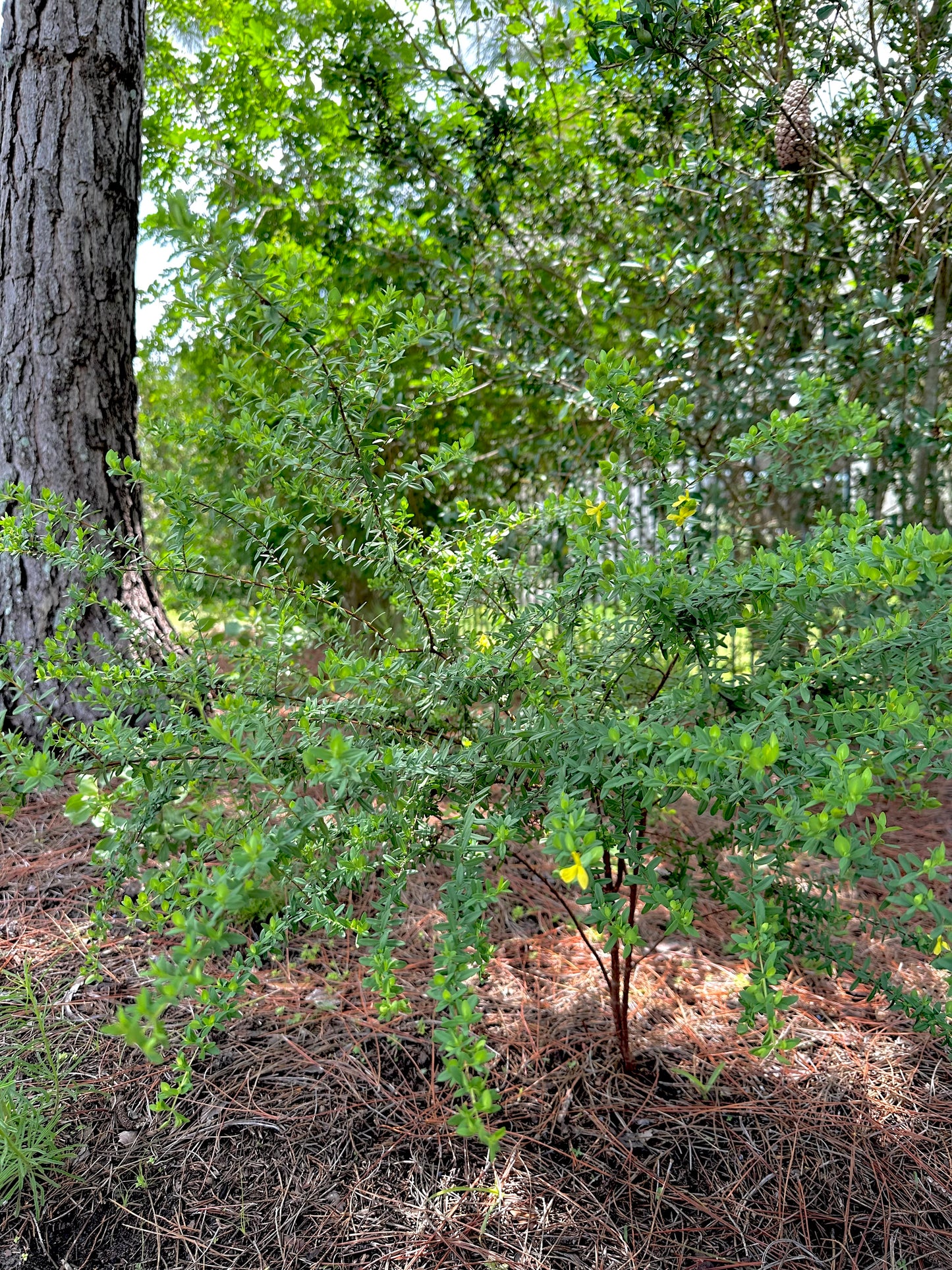 Hypericum hypericoides - St. Andrew’s Cross