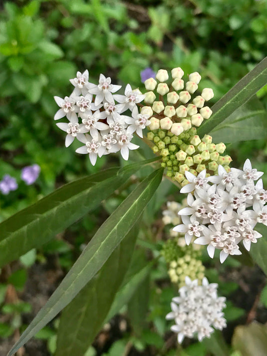 Asclepias perennis - White milkweed