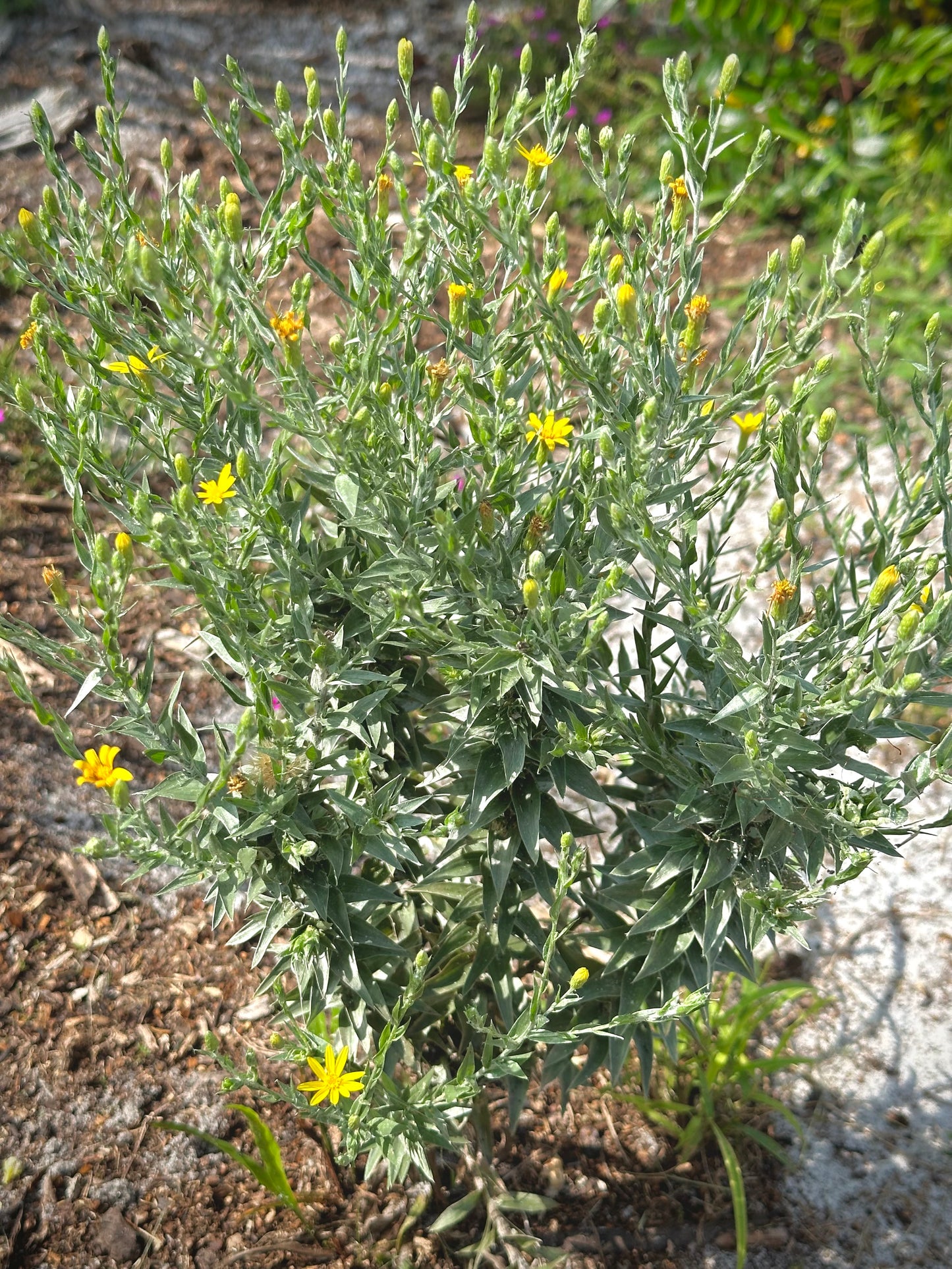 Pityopsis aequilifolia - Scrub goldenaster