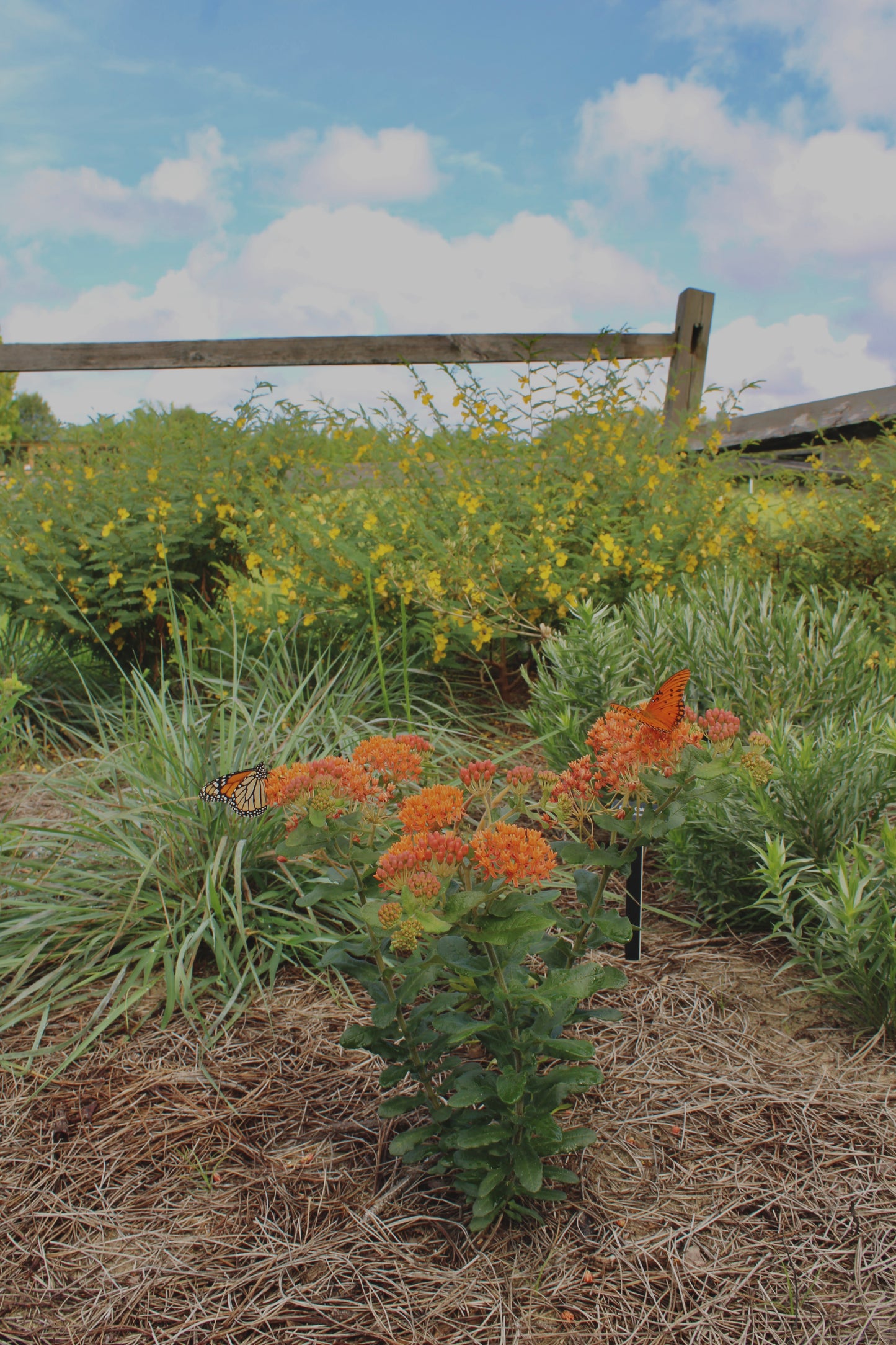 Asclepias tuberosa ssp. rolfsii - Rolfs' milkweed