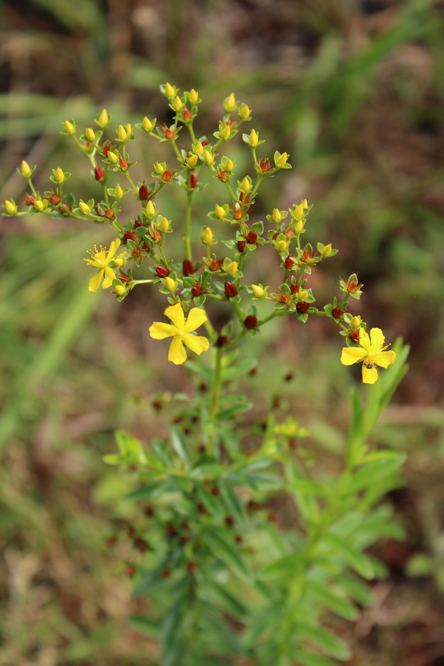 Hypericum cistifolium - Roundpod St. John’s Wort