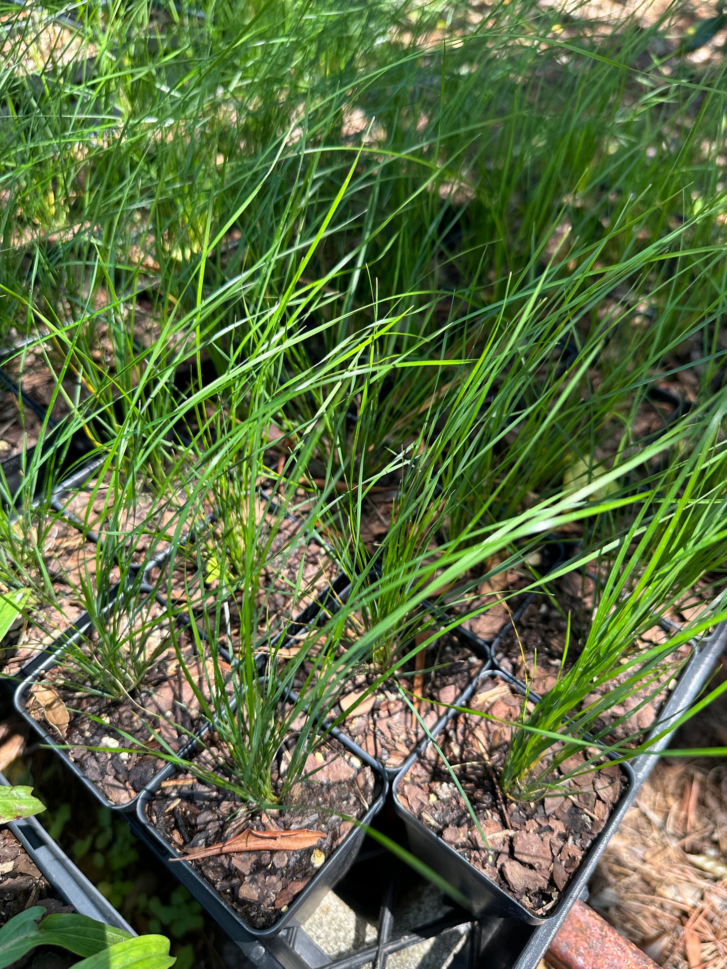 Piptochaetium avenaceum - Black seeded needle grass