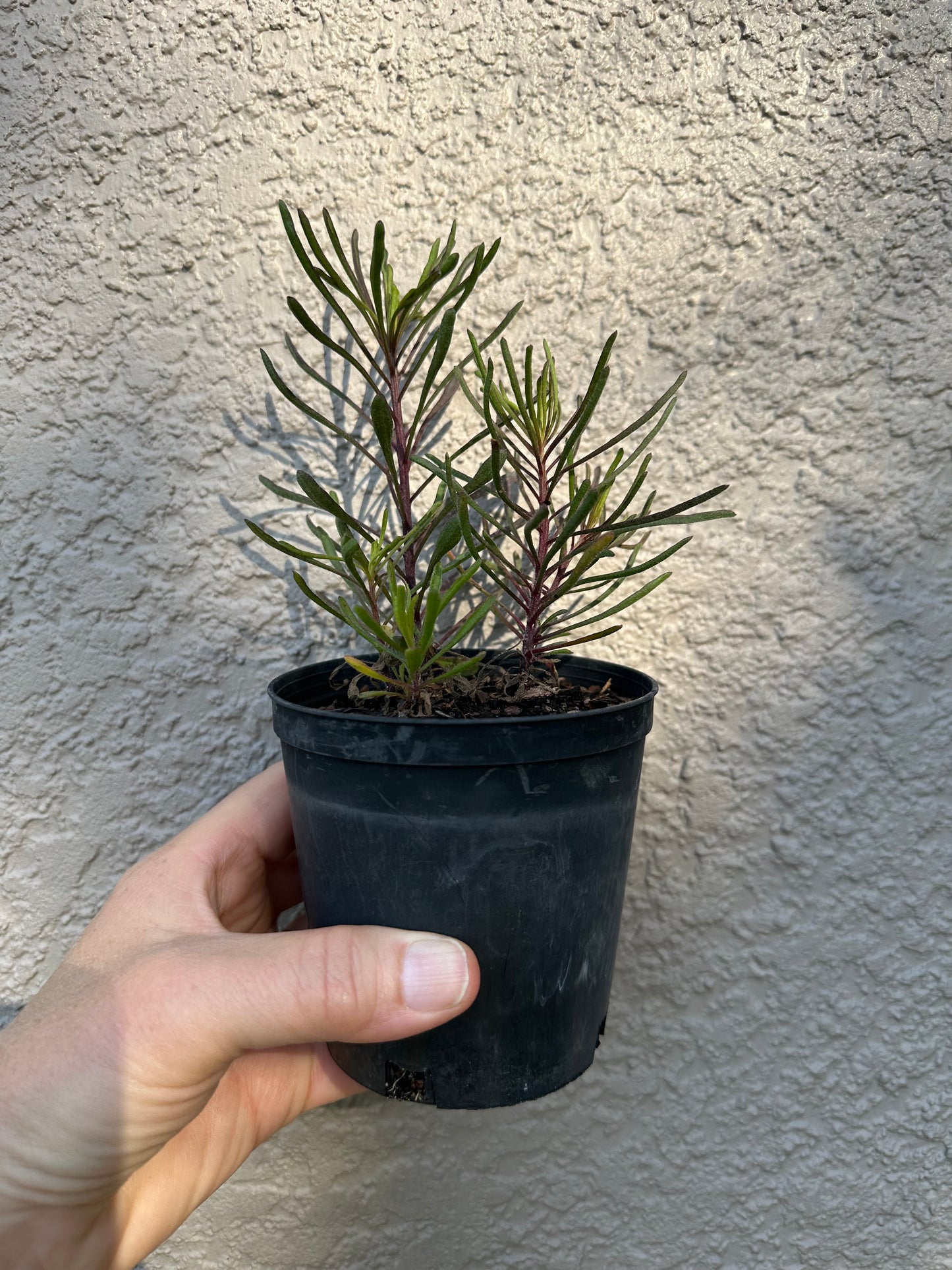 Balduina angustifolia - Coastal plain honeycomb head