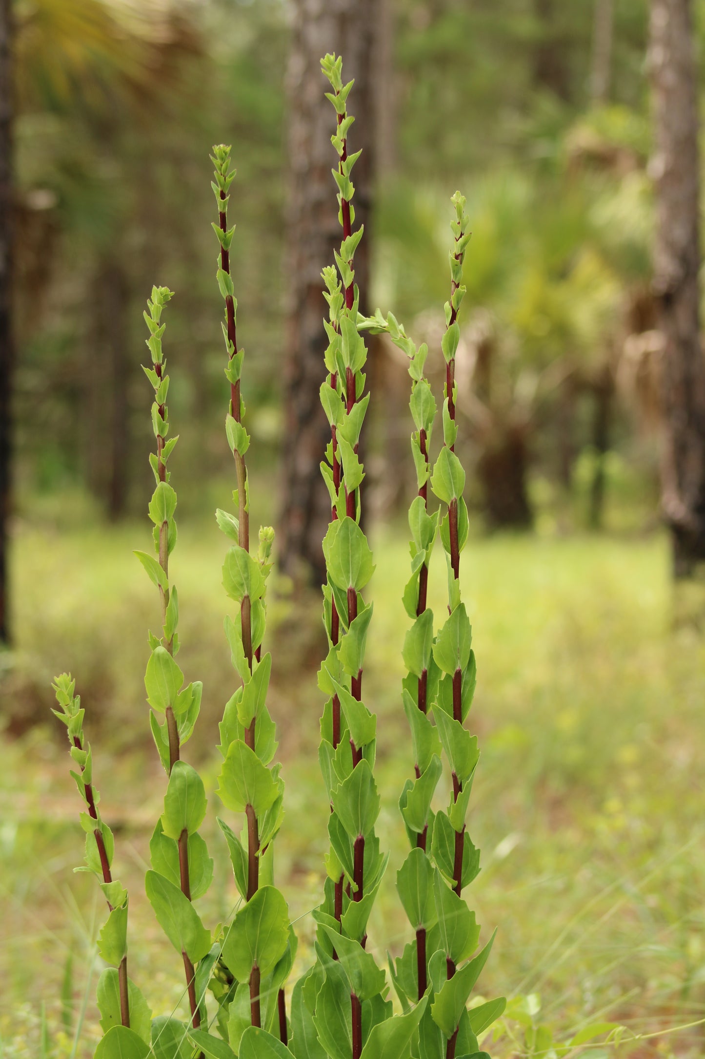 Carphephorus odoratissimus - Vanillaleaf