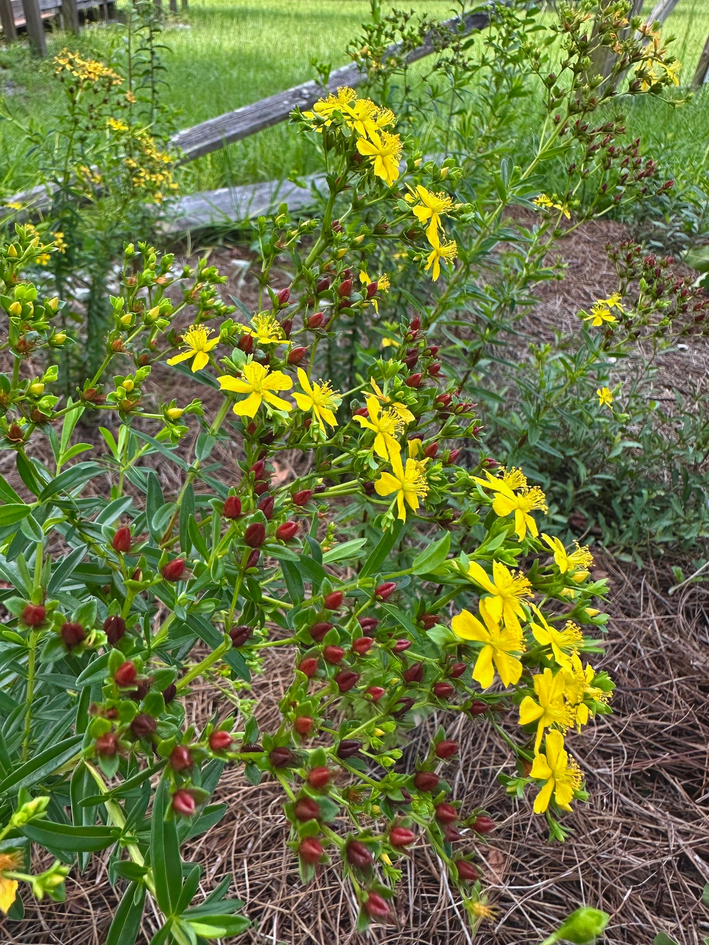 Hypericum cistifolium - Roundpod St. John’s Wort