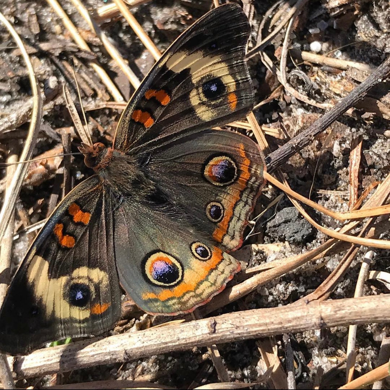 Dyschoriste humistrata - Hammock twinflower