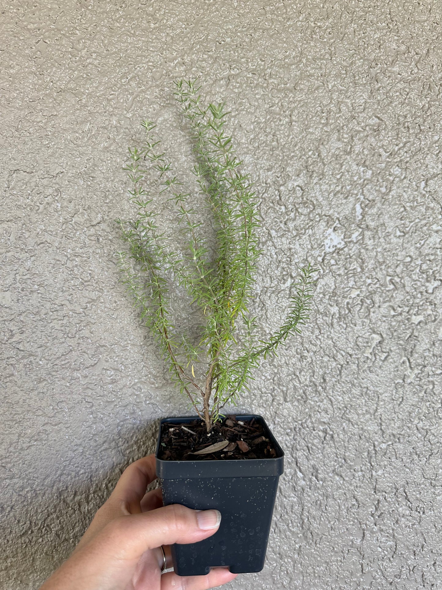 Conradina canescens - Wild rosemary