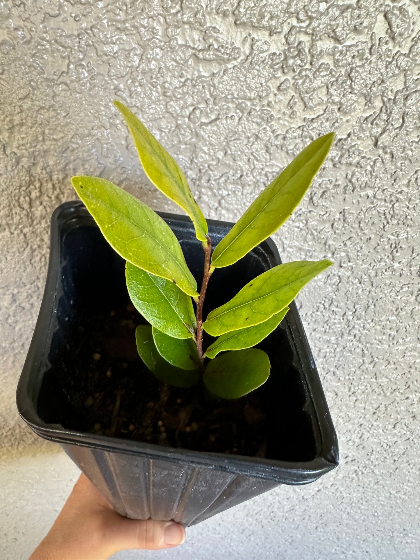 Asimina obovata - Bigflower pawpaw