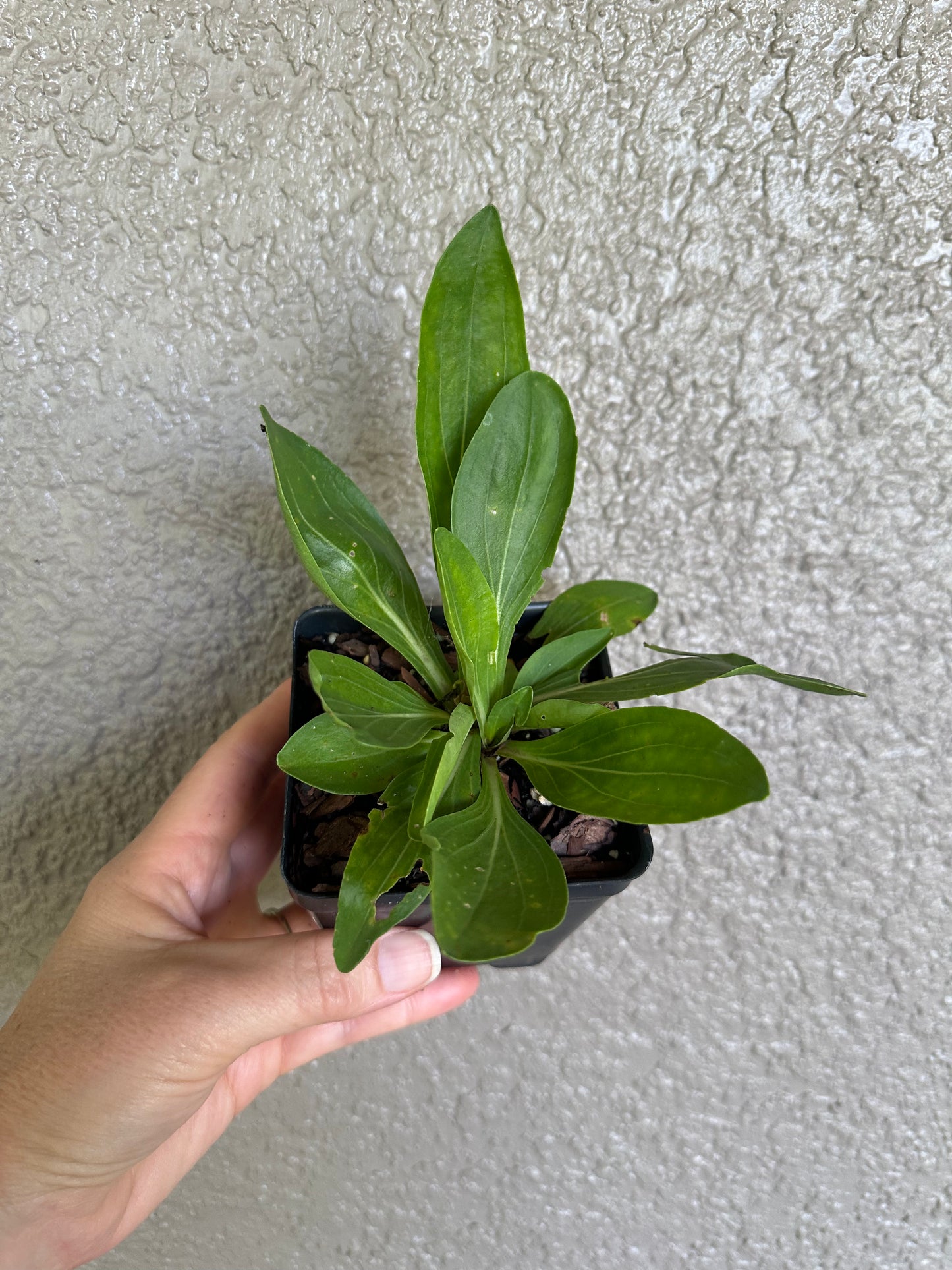 Carphephorus odoratissimus - Vanillaleaf