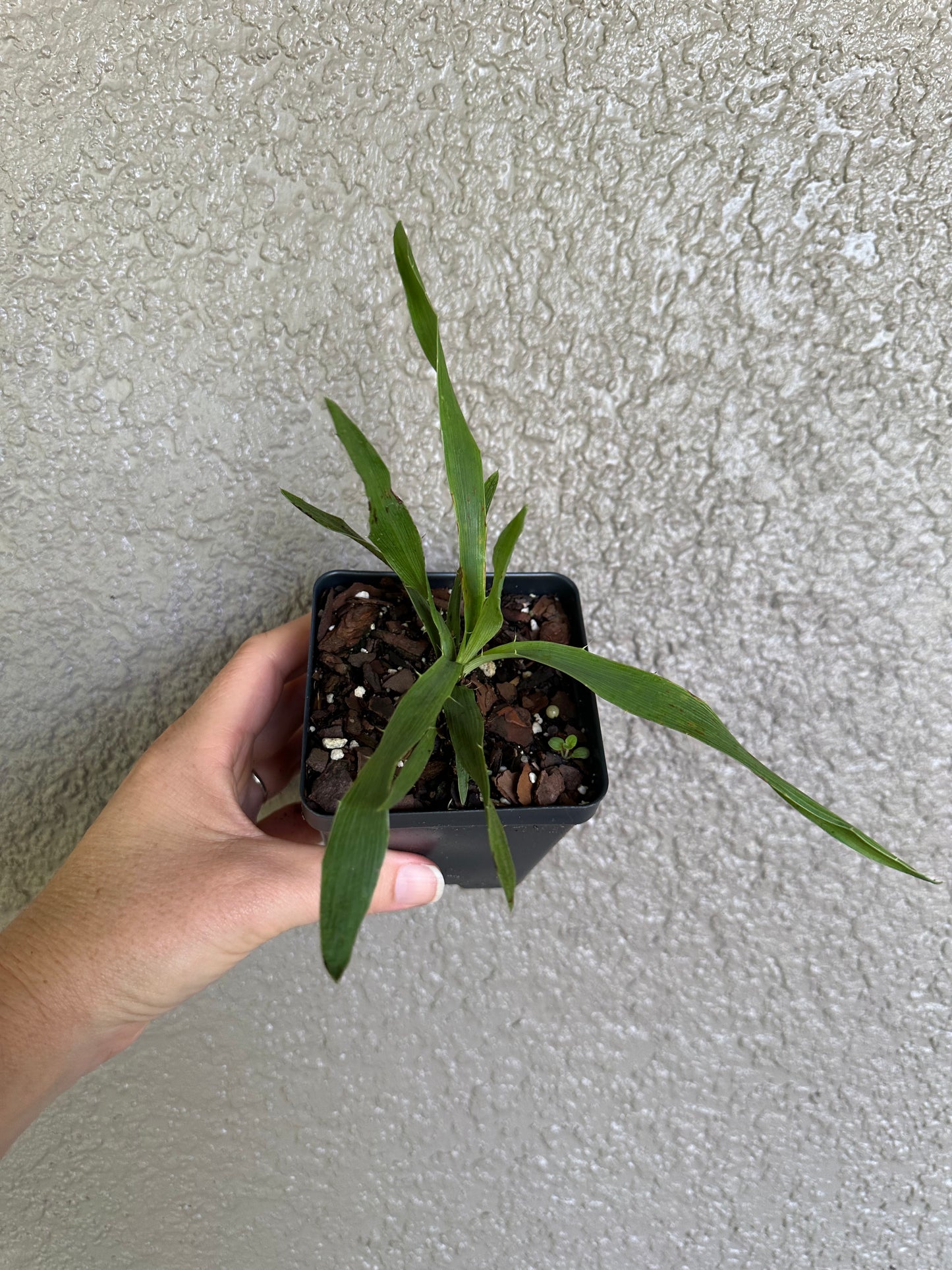 Eryngium yuccifolium - Rattlesnake master