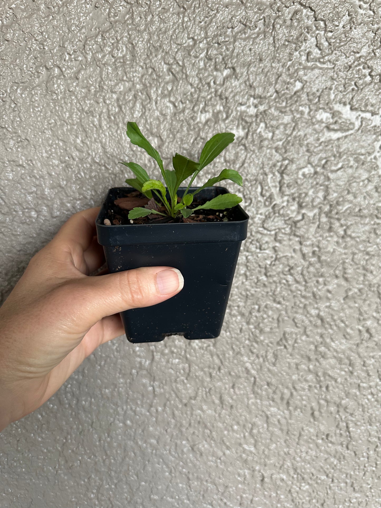 Erigeron strigosus - Prairie Fleabane