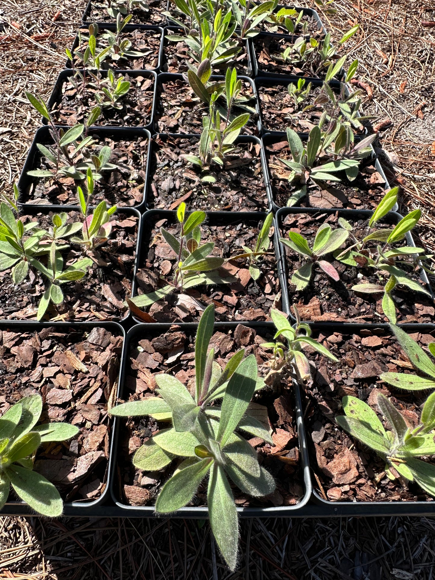 Symphyotrichum concolor - Eastern silver aster