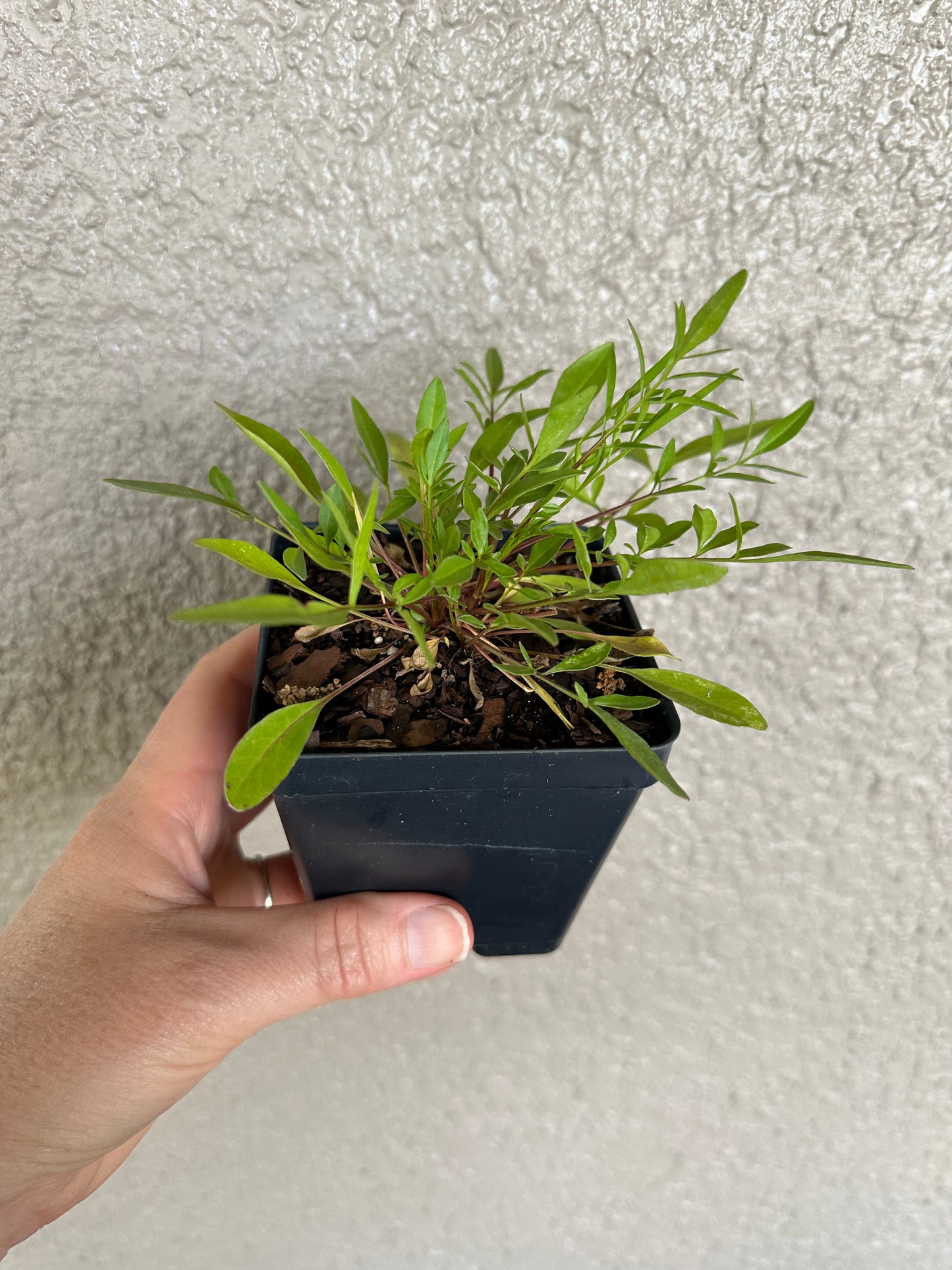 Coreopsis leavenworthii - Leavenworth’s tickseed