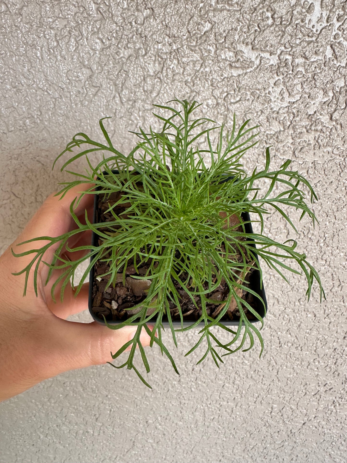 Ipomopsis rubra - Standing Cypress