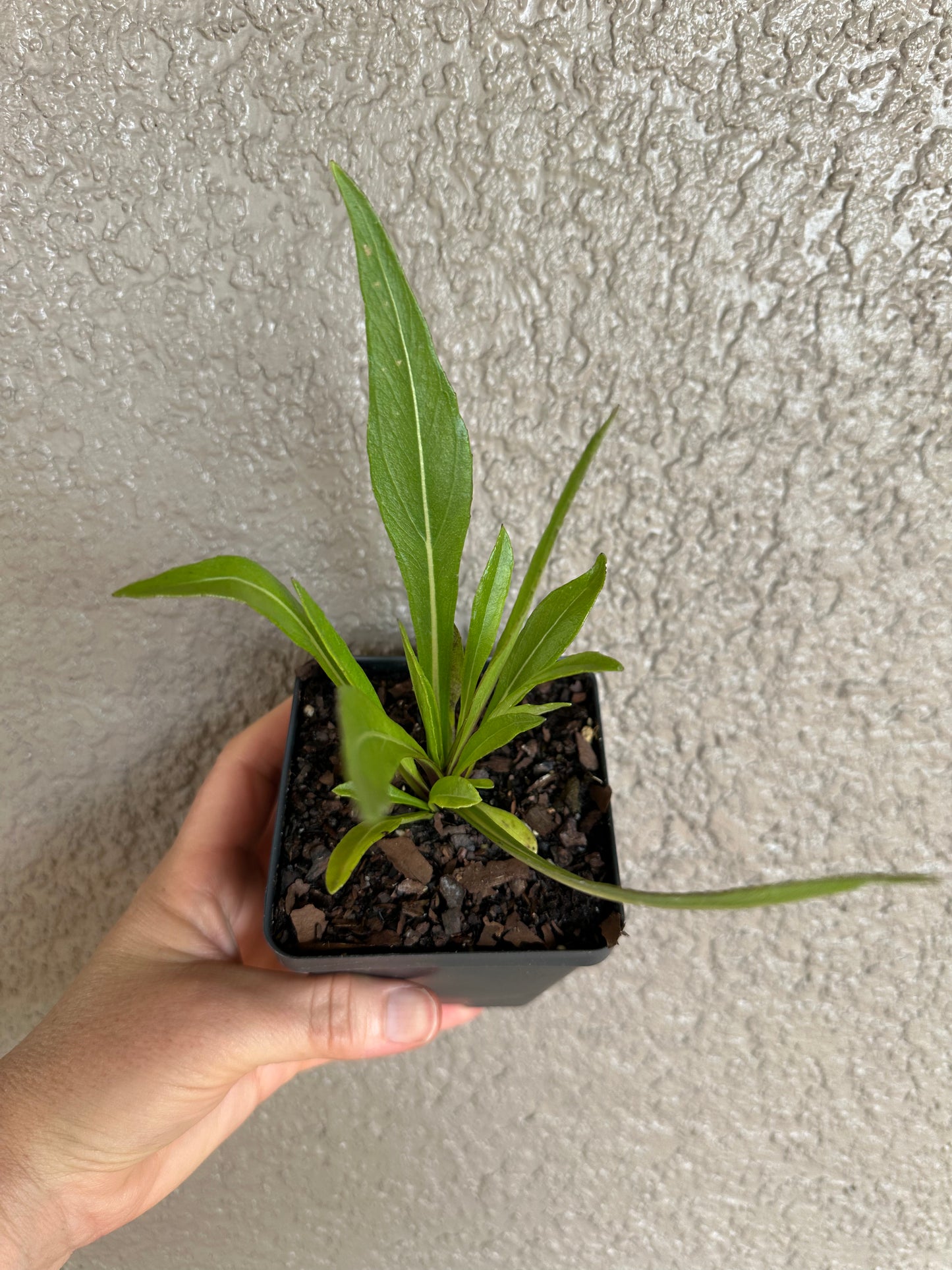 Helianthus carnosus - Lakeside sunflower