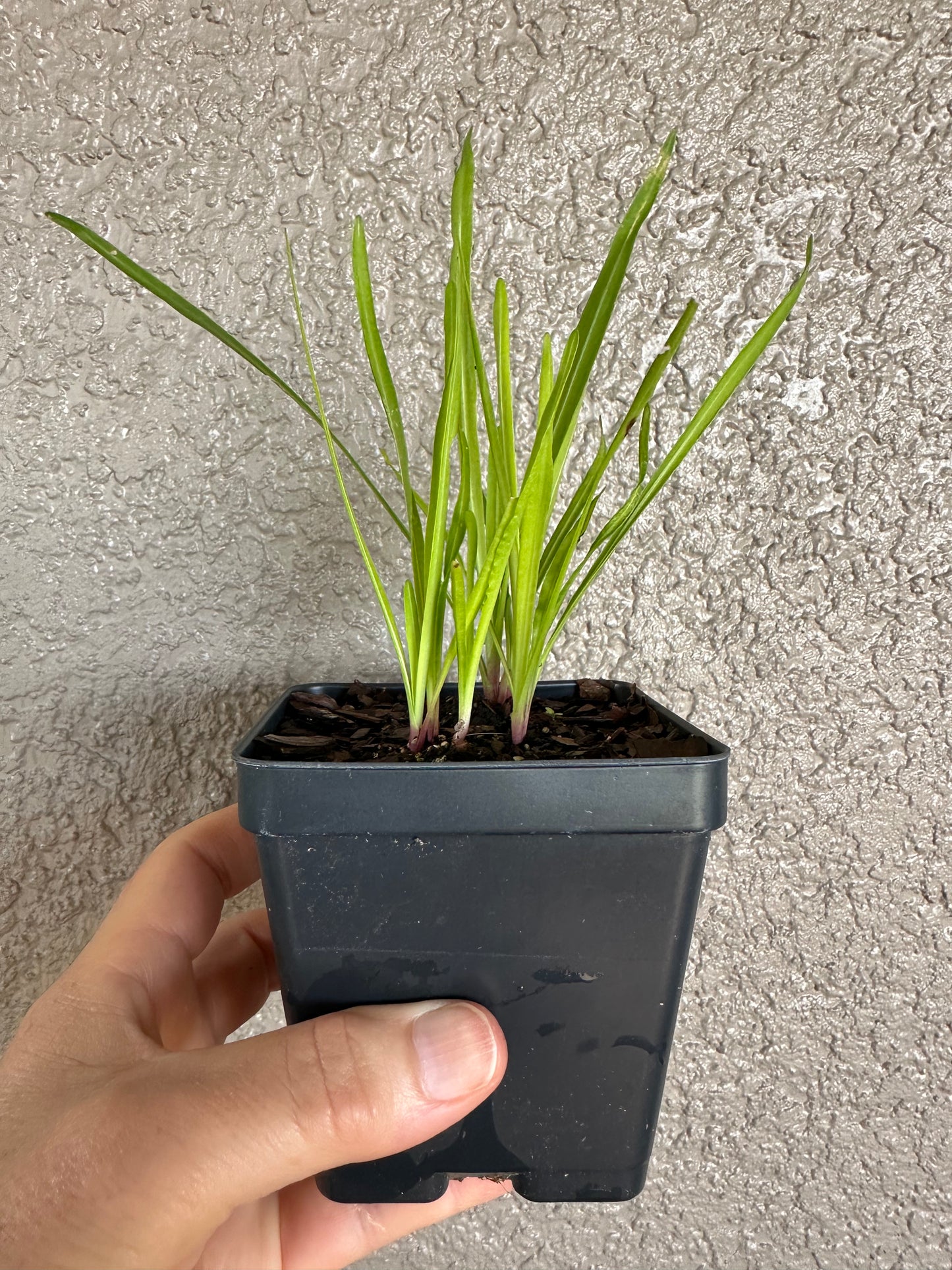 Liatris savannensis - Savanna blazing star