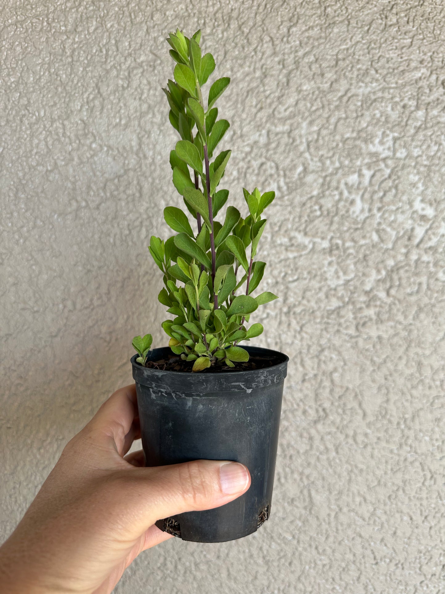 Sericocarpus tortifolius - Whitetop aster