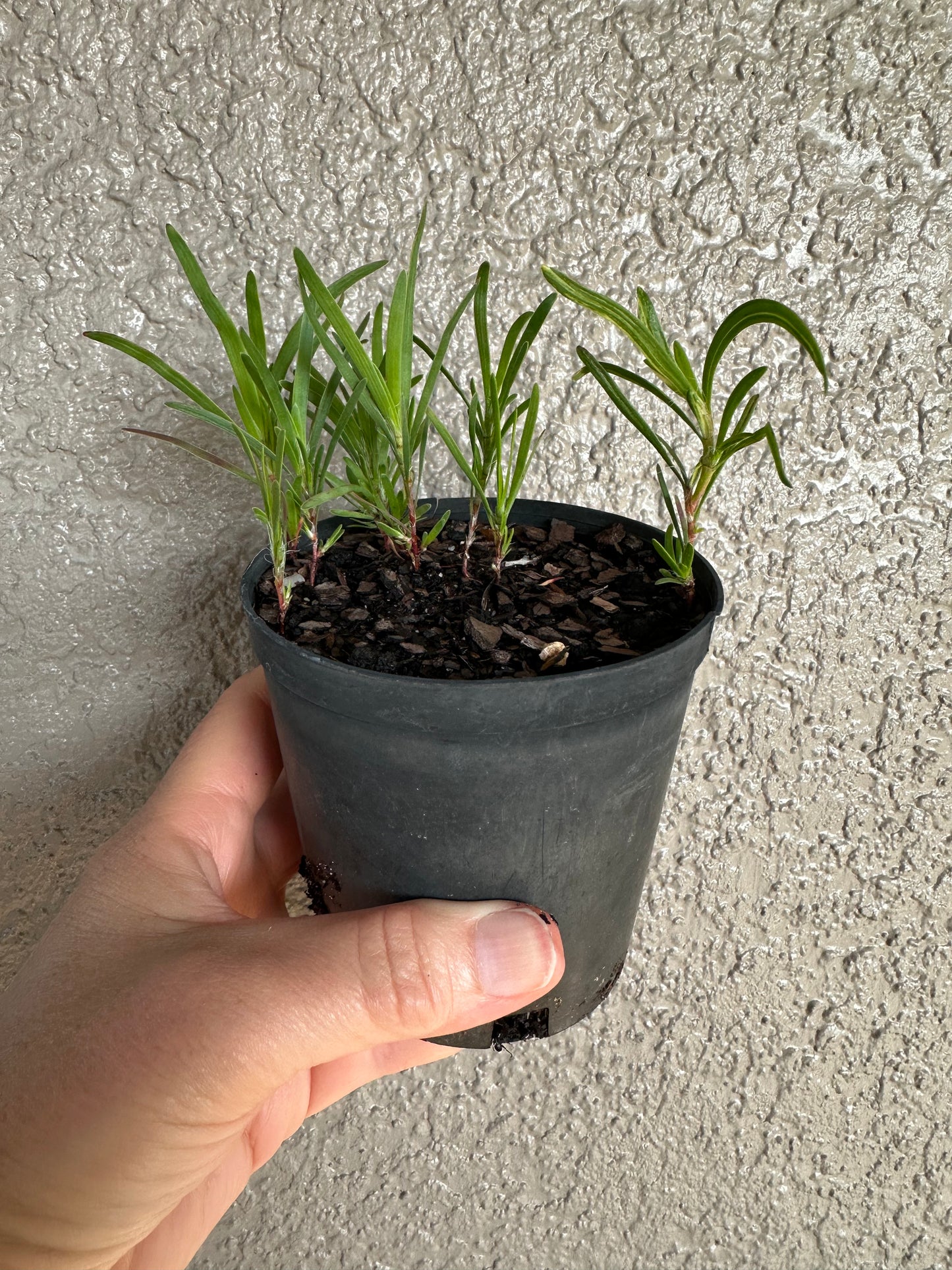 Polygonum nesomii - Sandhill wire-weed