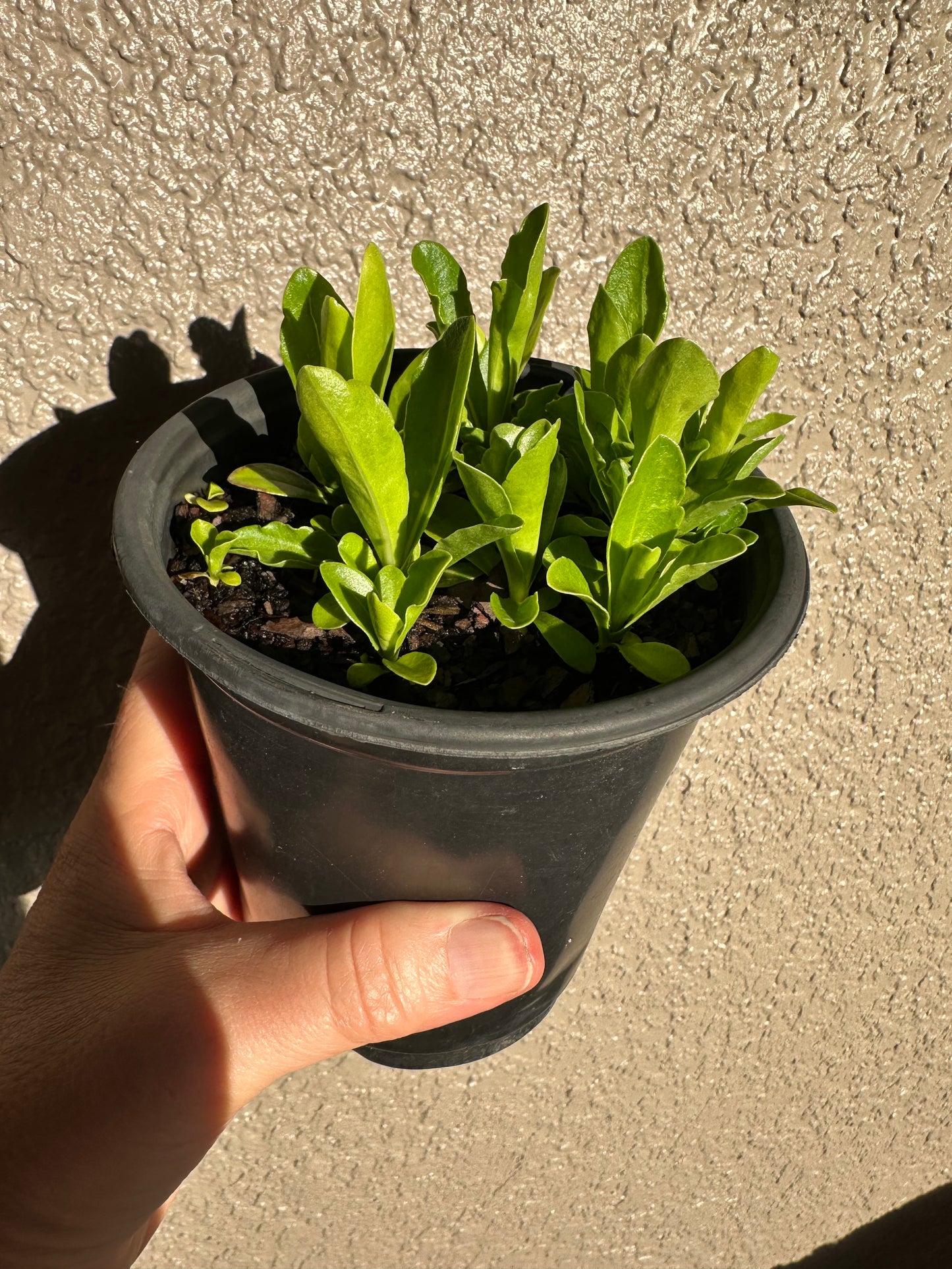 Carphephorus corymbosus - Florida paintbrush