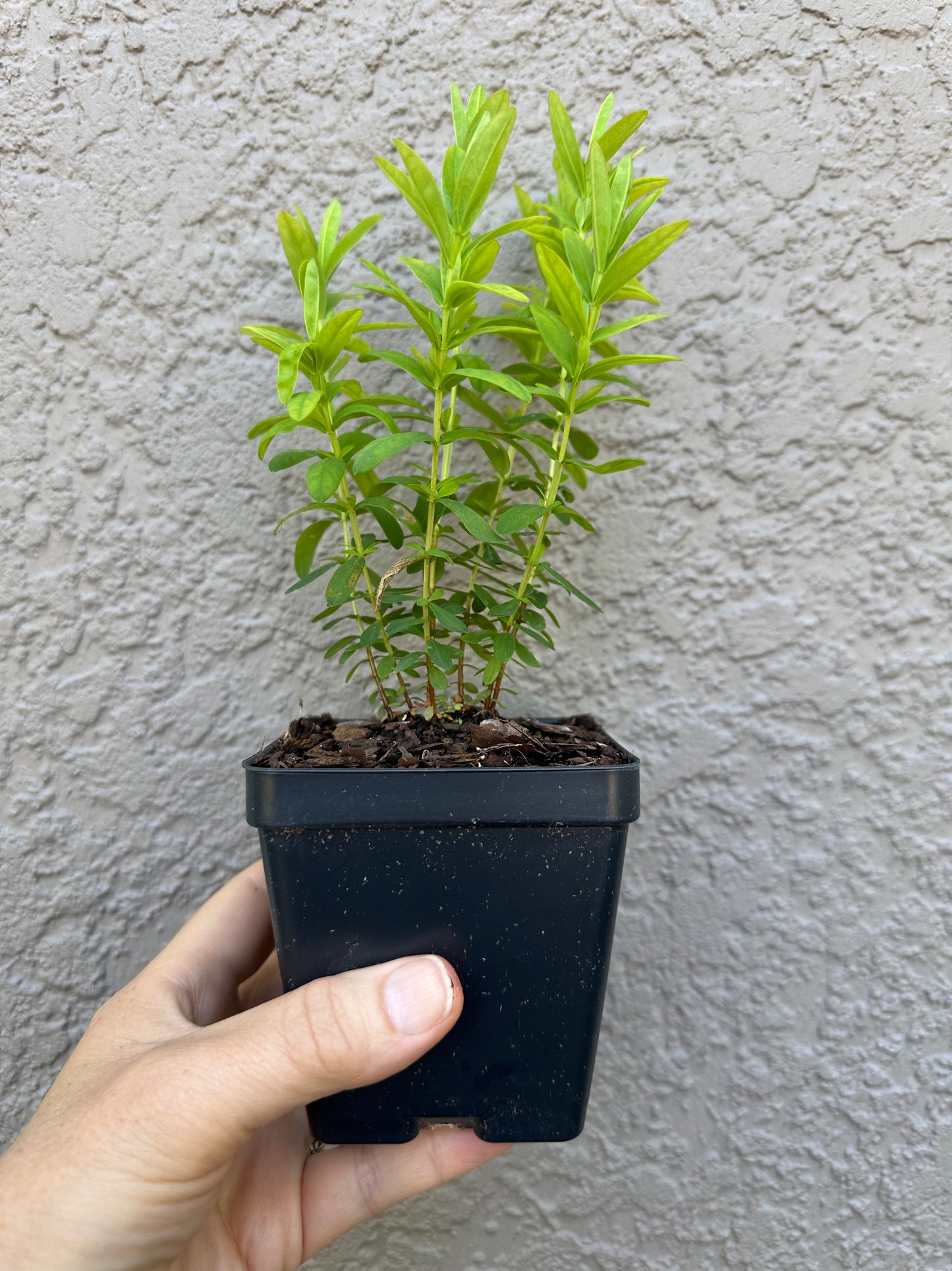 Hypericum cistifolium - Roundpod St. John’s Wort