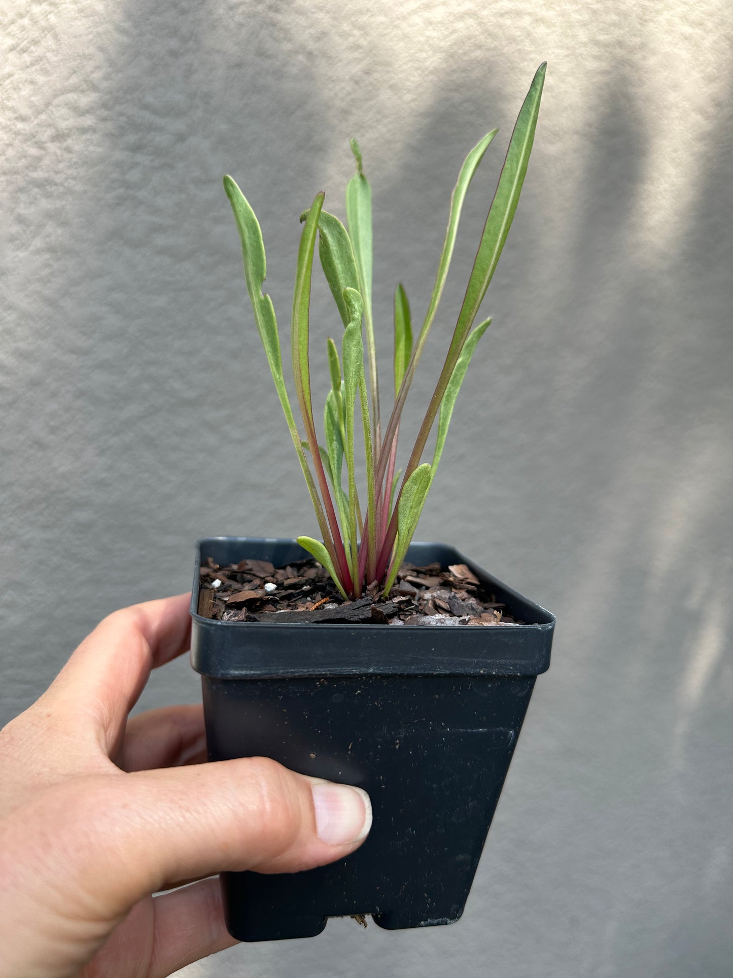 Coreopsis floridana - Florida tickseed