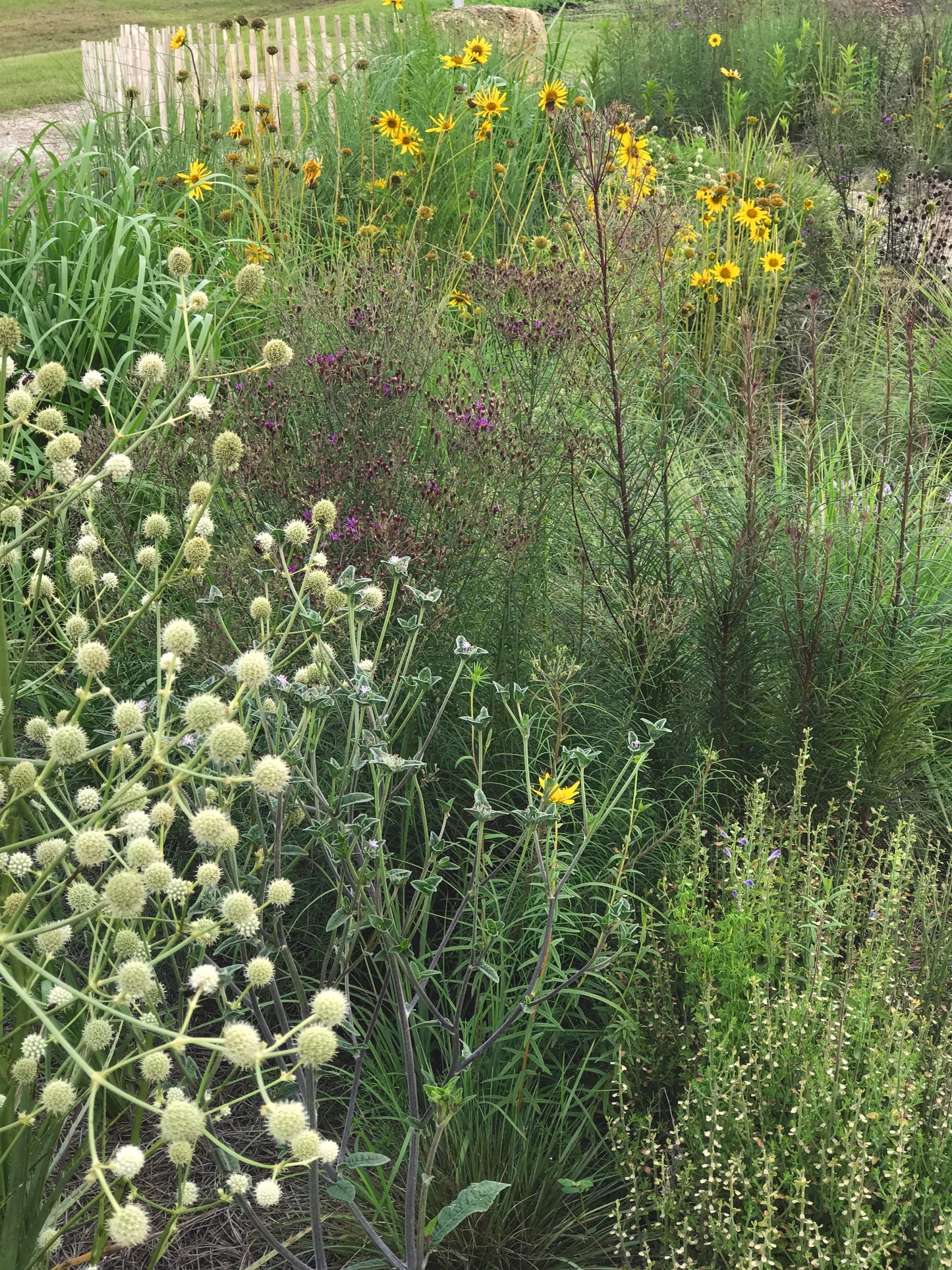 Eryngium yuccifolium - Rattlesnake master