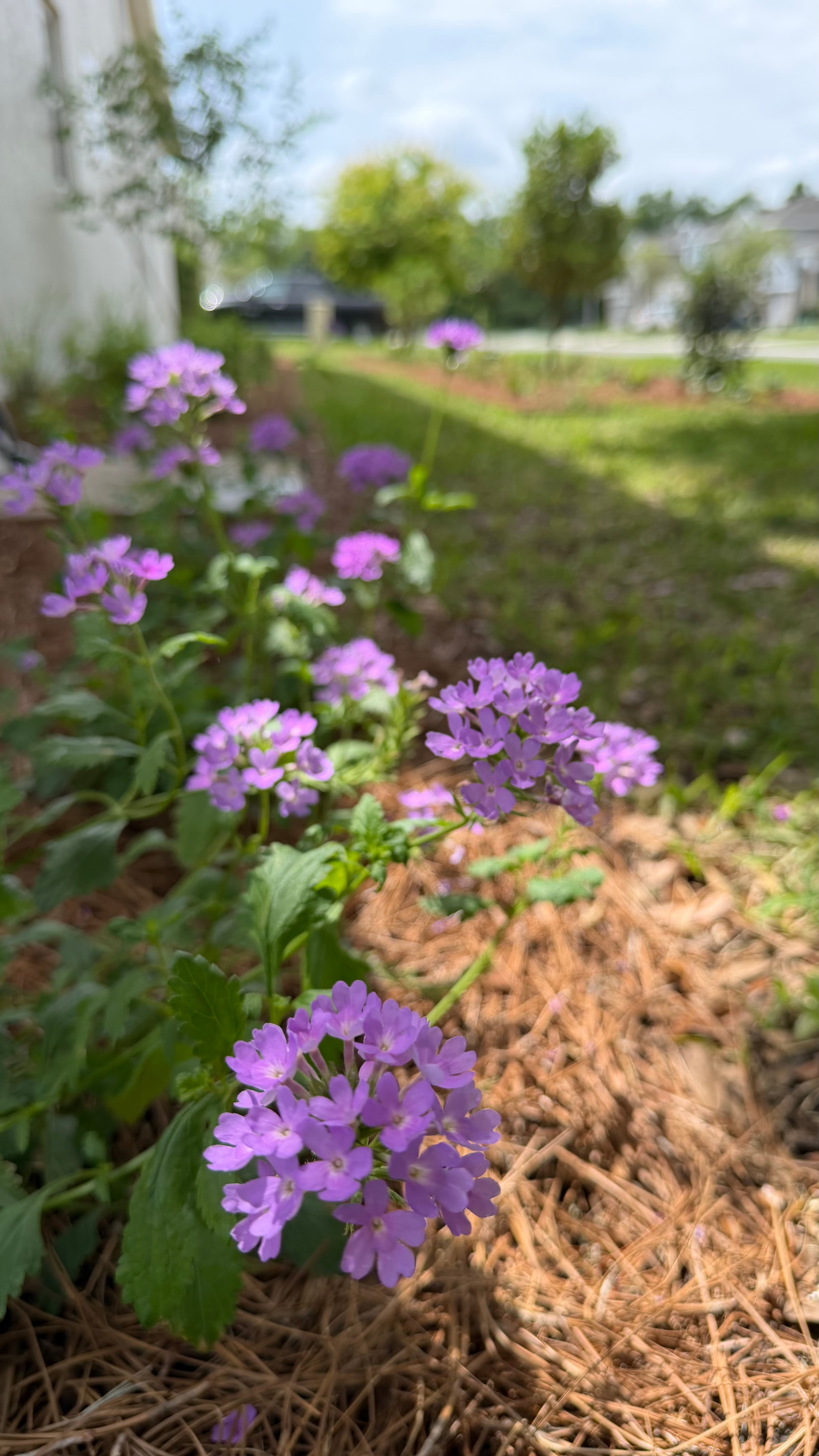Native plants, edibles and fruit trees; a peek inside a recent design and install at a Central Florida residence
