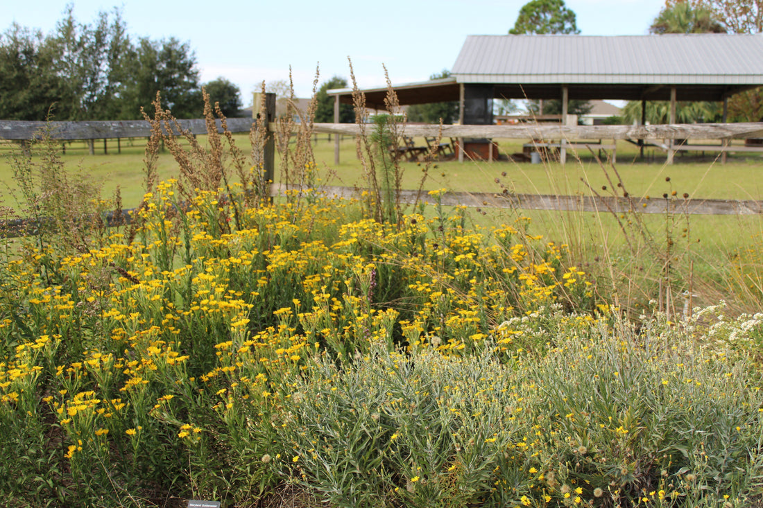 Late fall in a Central Florida native wildflower garden