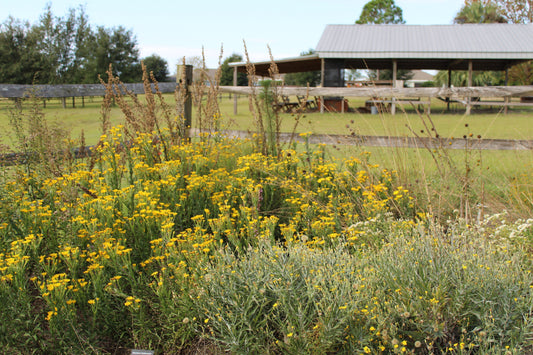 Late fall in a Central Florida native wildflower garden