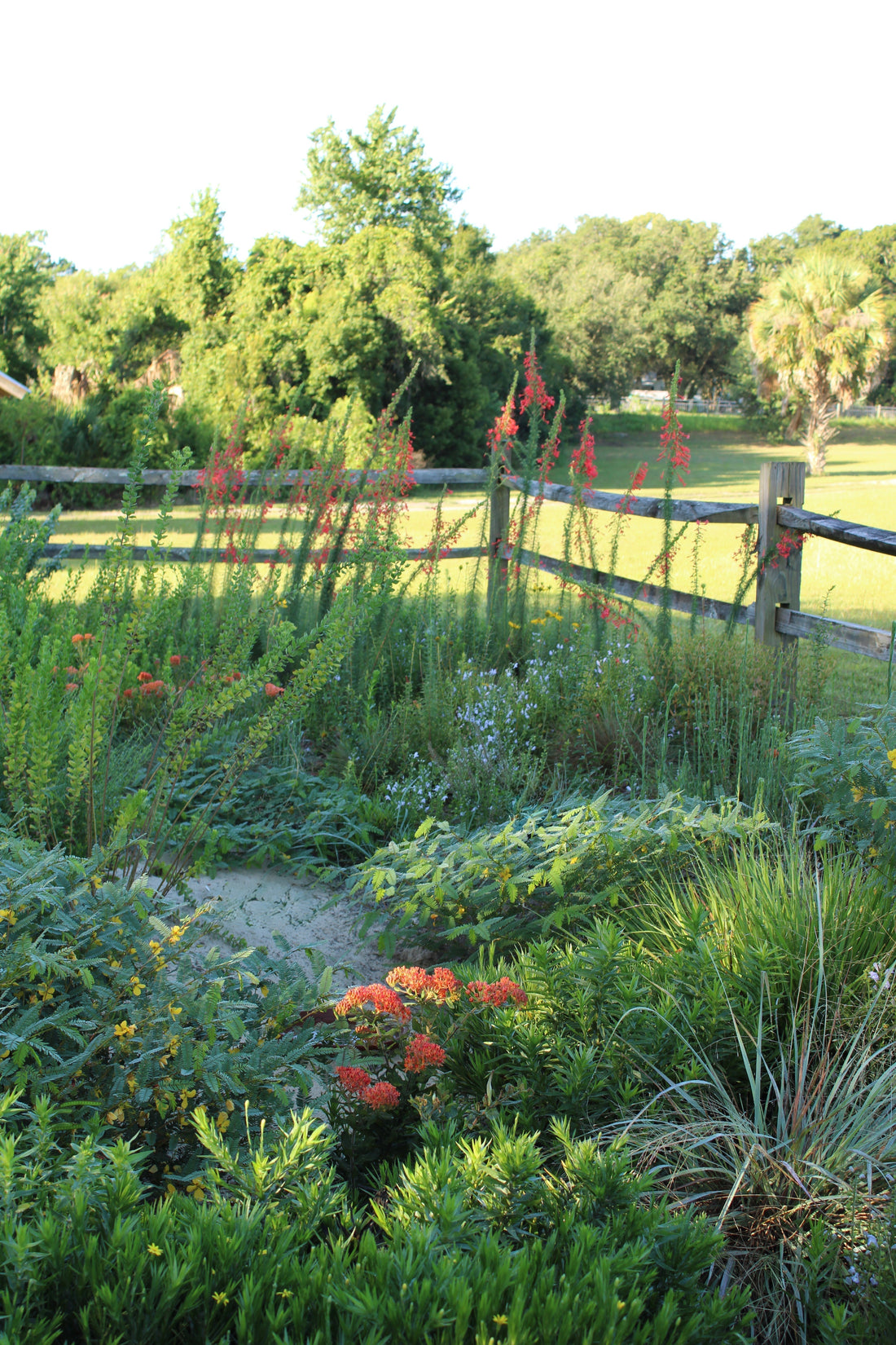 Inside a Central Florida native plant garden: A photo journal of year one