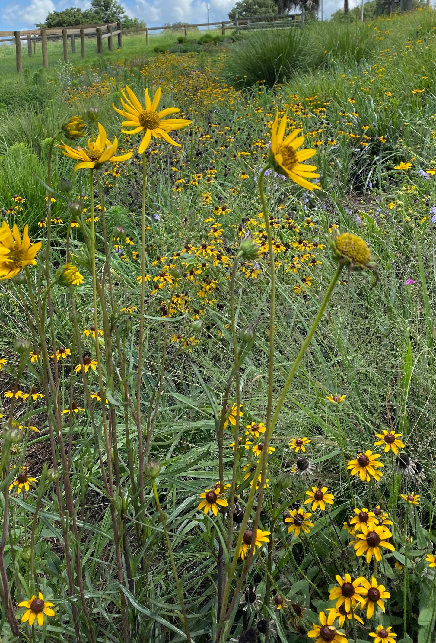 Helianthus carnosus - Flatwoods sunflower