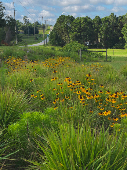 Rudbeckia hirta var. floridana - Black-eyed Susan