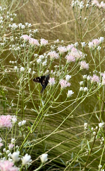 Palafoxia integrifolia - Coastal plain palafox