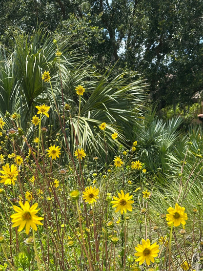 Silphium asteriscus - Stary rosinflower