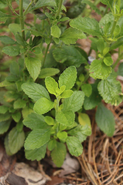 Scutellaria arenicola - Florida scrub skullcap