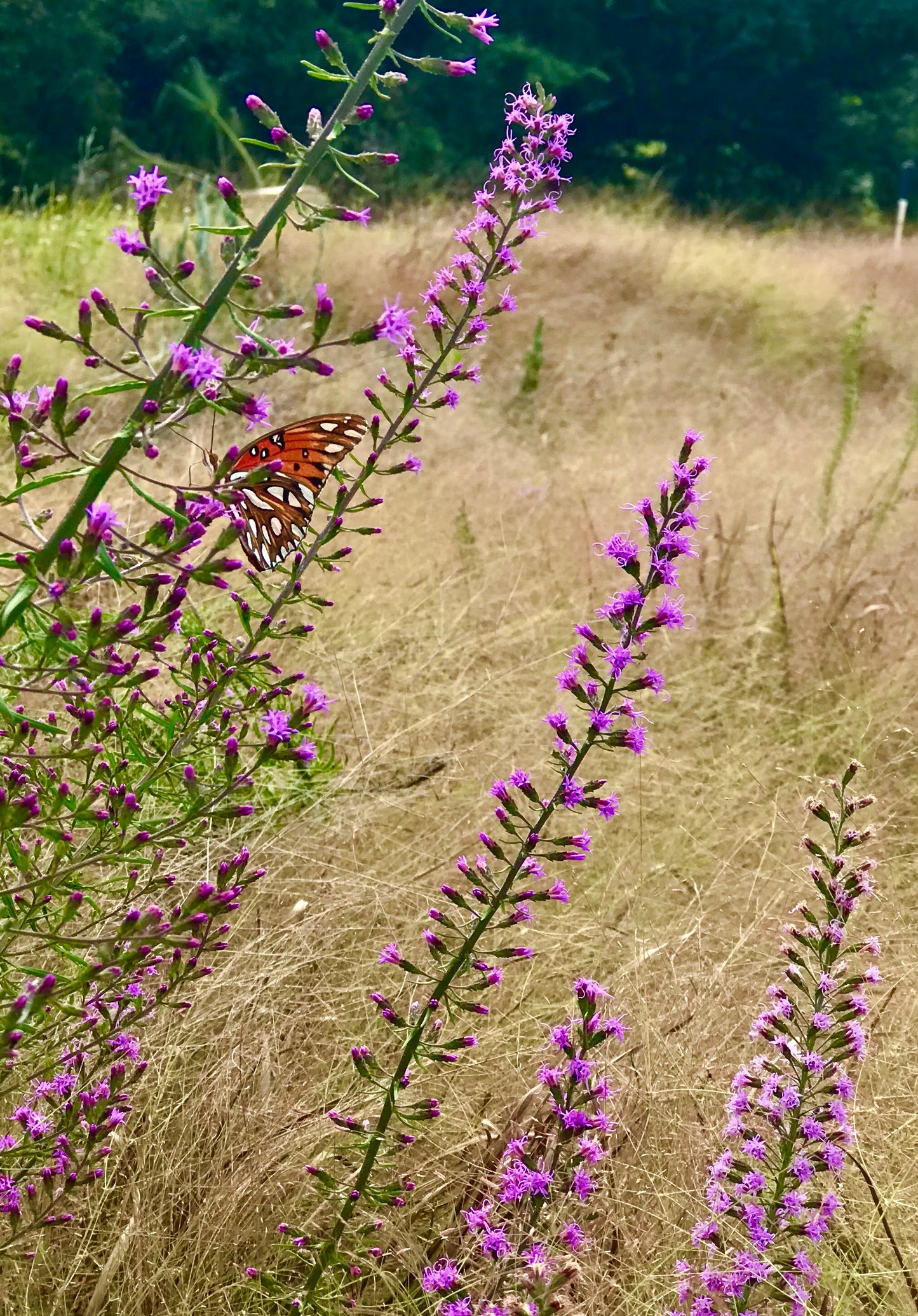 Liatris gracilis - Graceful blazing star