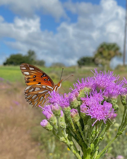 Carphephorus corymbosus - Florida paintbrush