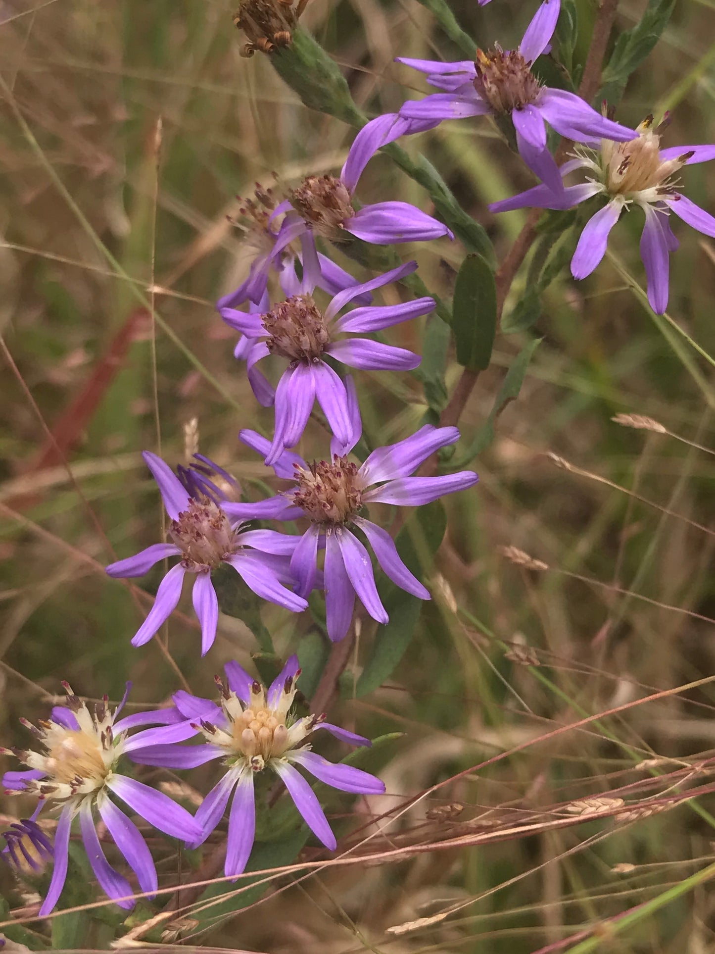 Symphyotrichum concolor - Eastern silver aster