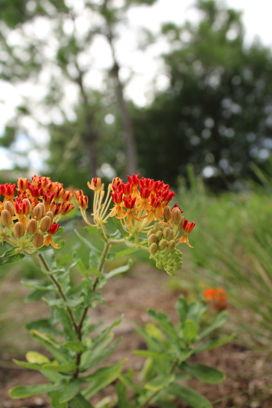 Asclepias tuberosa ssp. rolfsii - Rolfs' milkweed