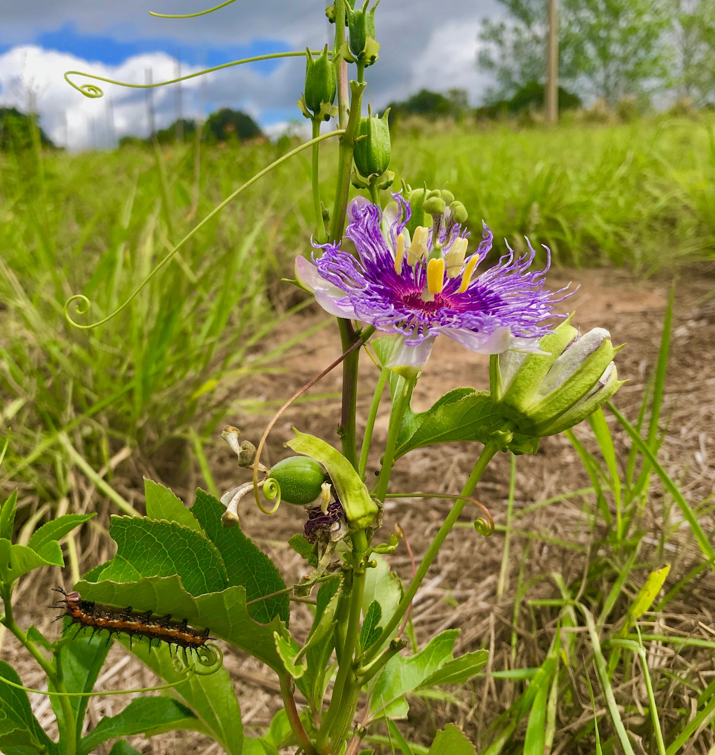 Passiflora incarnata - Passion flower vine