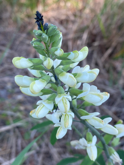 Baptisia alba - White wild indigo