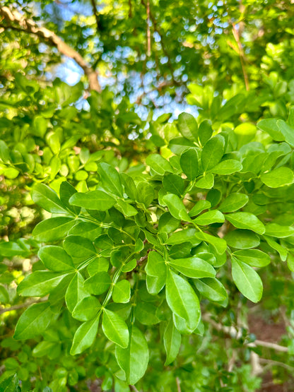 Zanthoxylum fagara - Wild lime