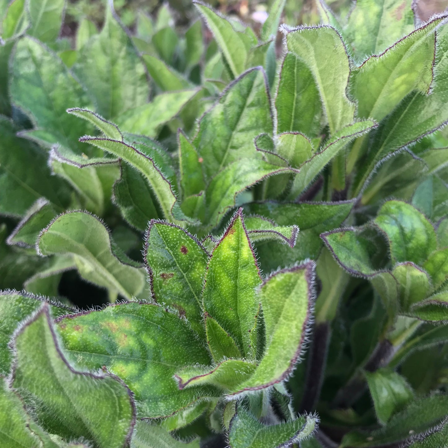 Helianthus radula - Rayless sunflower