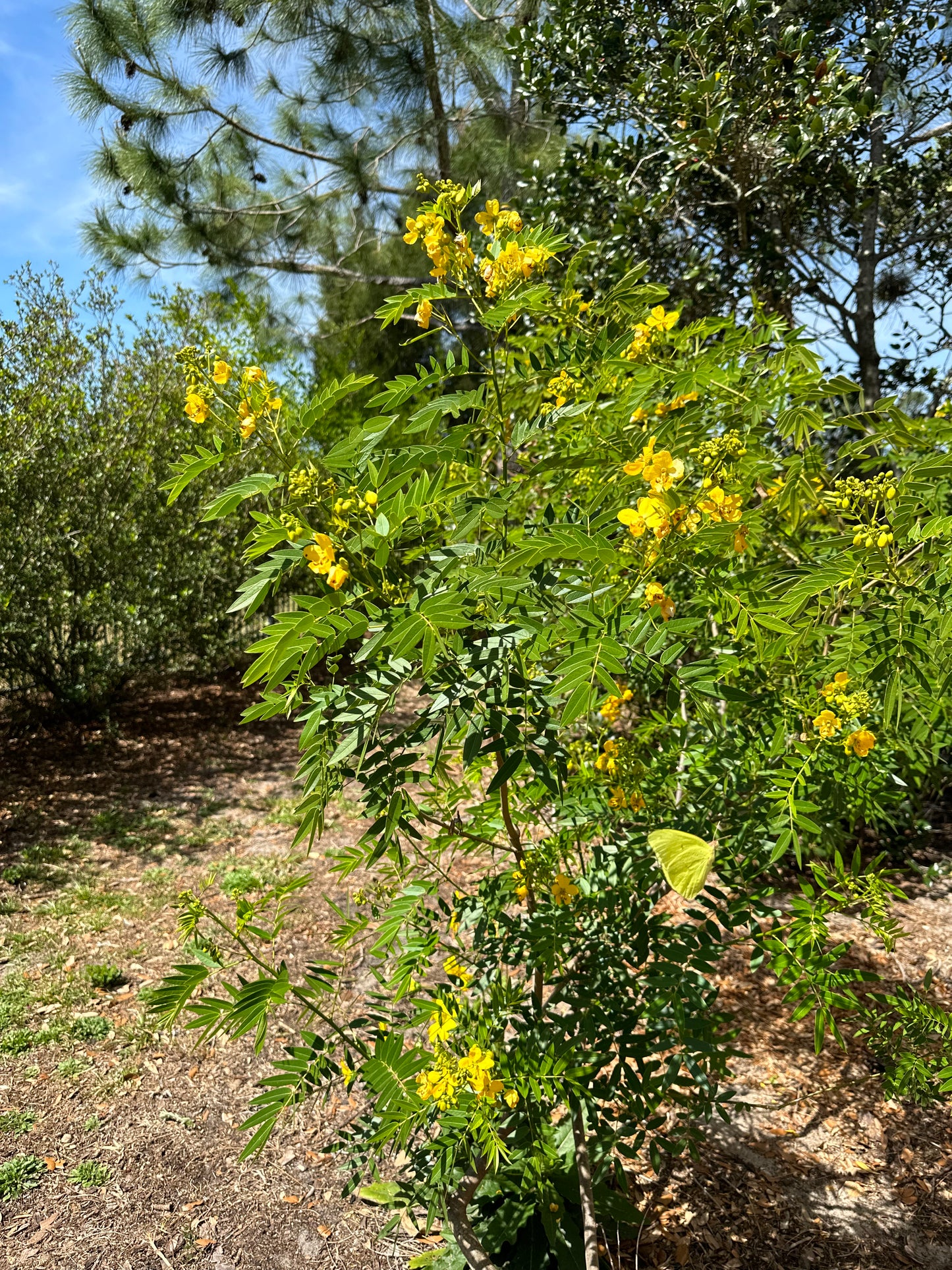 Senna ligustrina - Privet senna