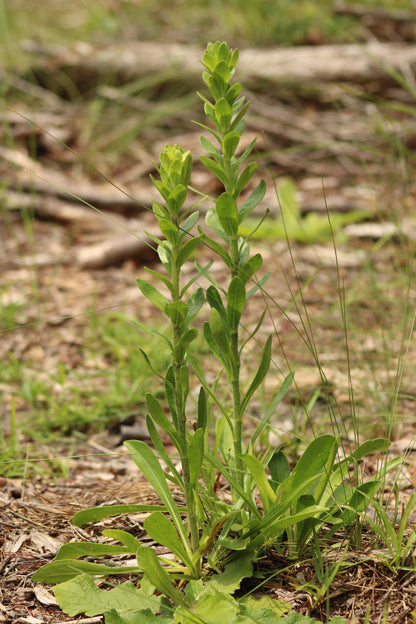 Carphephorus corymbosus - Florida paintbrush