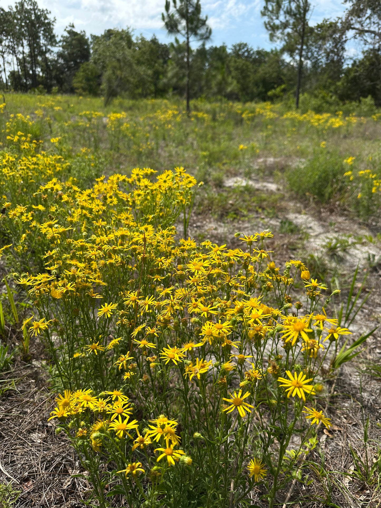 Chrysopsis subulata - Scrubland goldenaster