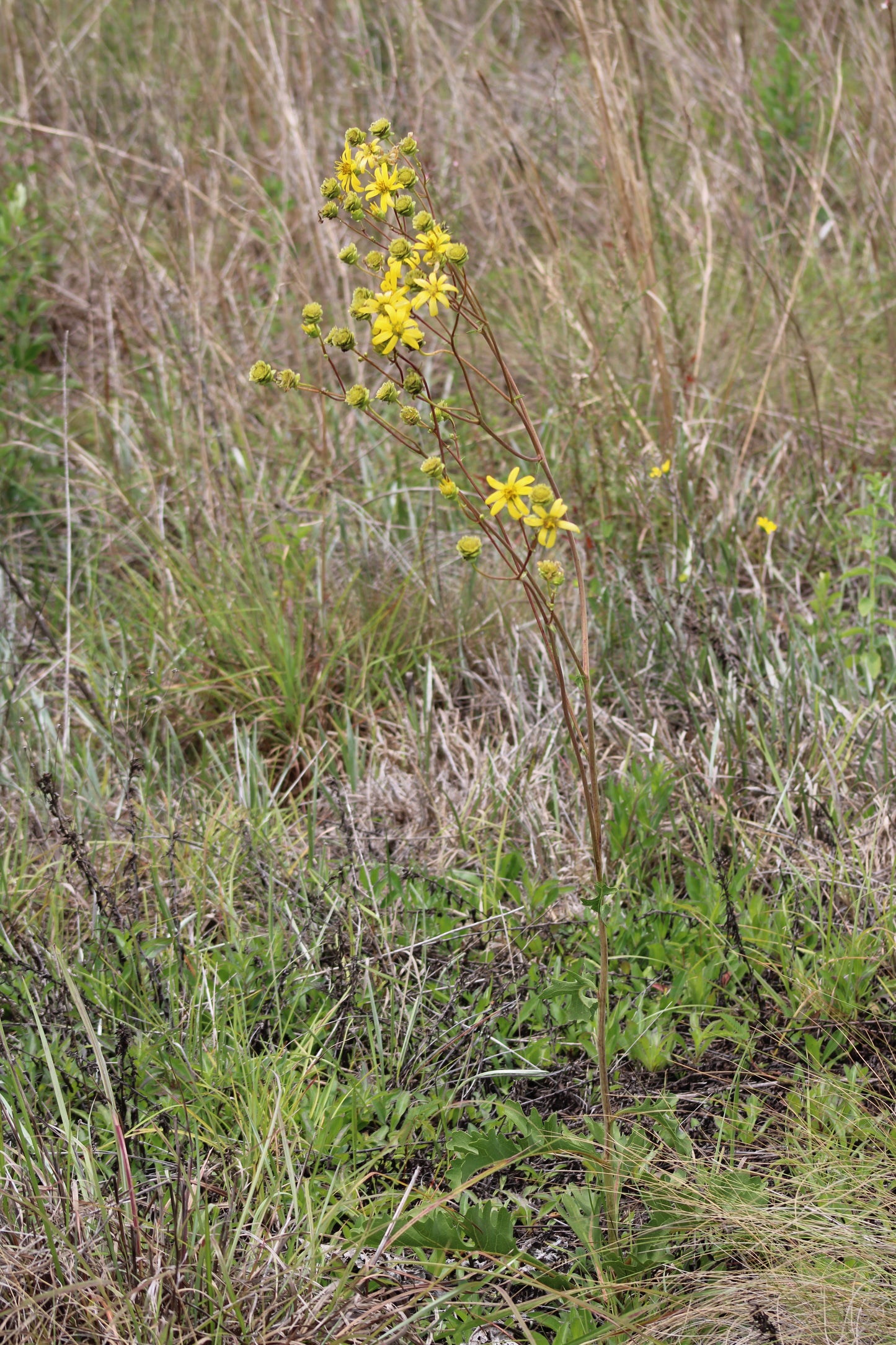 Silphium compositum - Kidney leaf rosinweed