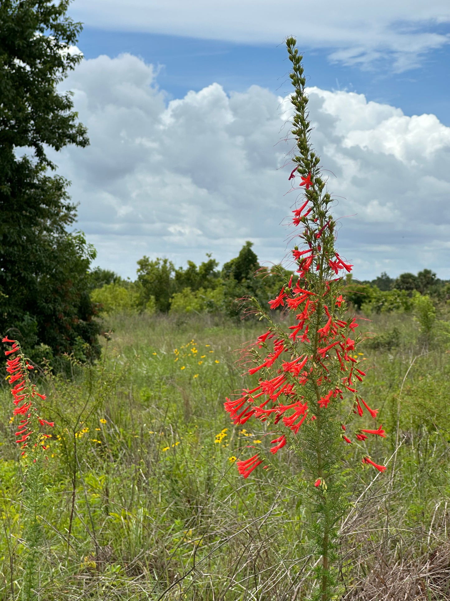Ipomopsis rubra - Standing Cypress